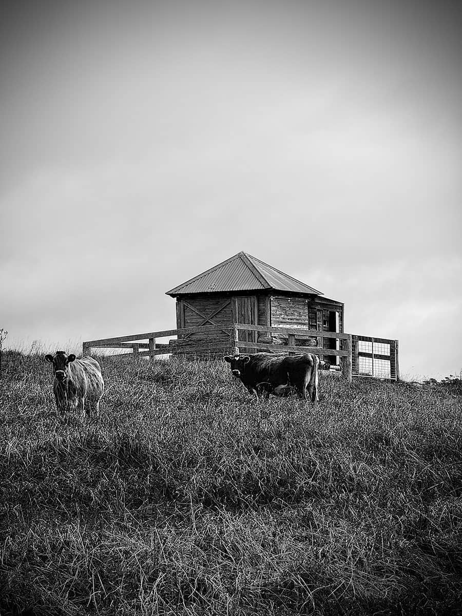 Centennial Vineyards