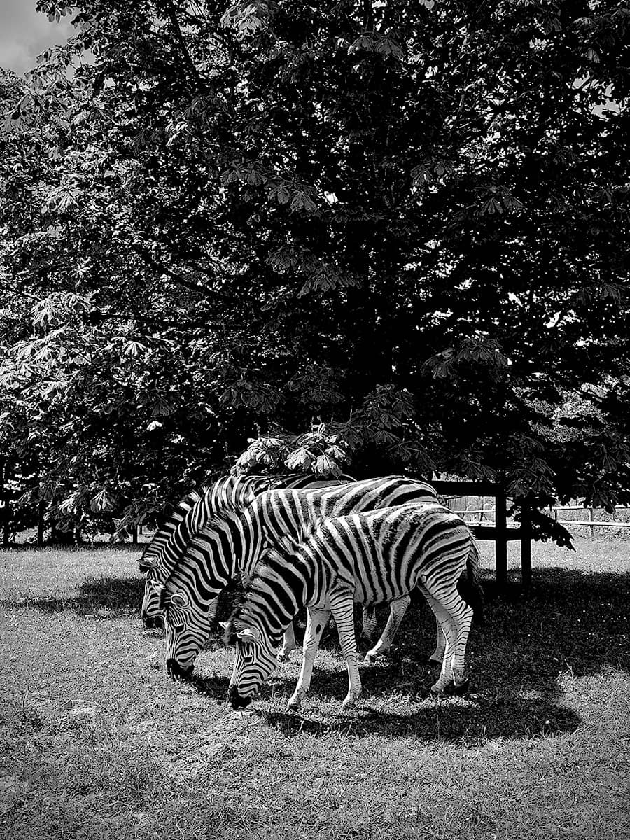 Cotswold Wildlife Park